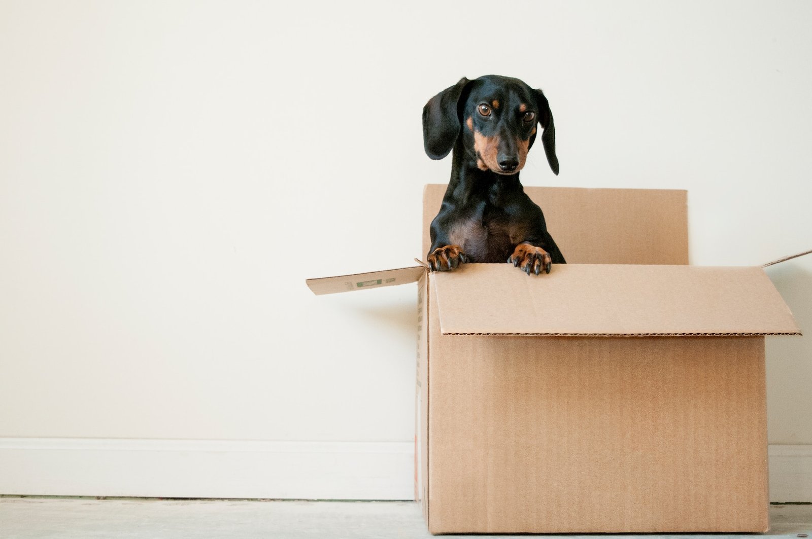 Picture of a dog in a box.