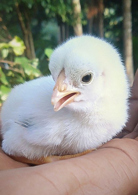 The Backup Chick